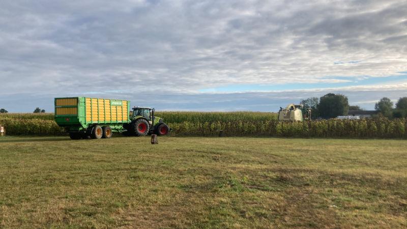 zbior-kukurydzy-na-ziarno-01